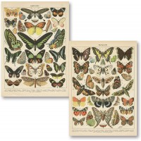 Popular Vintage French Types of Papillons Butterflies Set; Two 11x14in Paper Print Posters