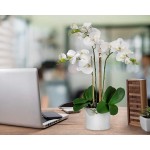 Serene Spaces Living 3 White Realistic Phalaenopsis Orchids in Pot Artificial Potted Flowers Beautiful Entryway Vase Foyer Table Décor Measures 26" Tall & 5" Diameter