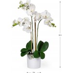 Serene Spaces Living 3 White Realistic Phalaenopsis Orchids in Pot Artificial Potted Flowers Beautiful Entryway Vase Foyer Table Décor Measures 26" Tall & 5" Diameter